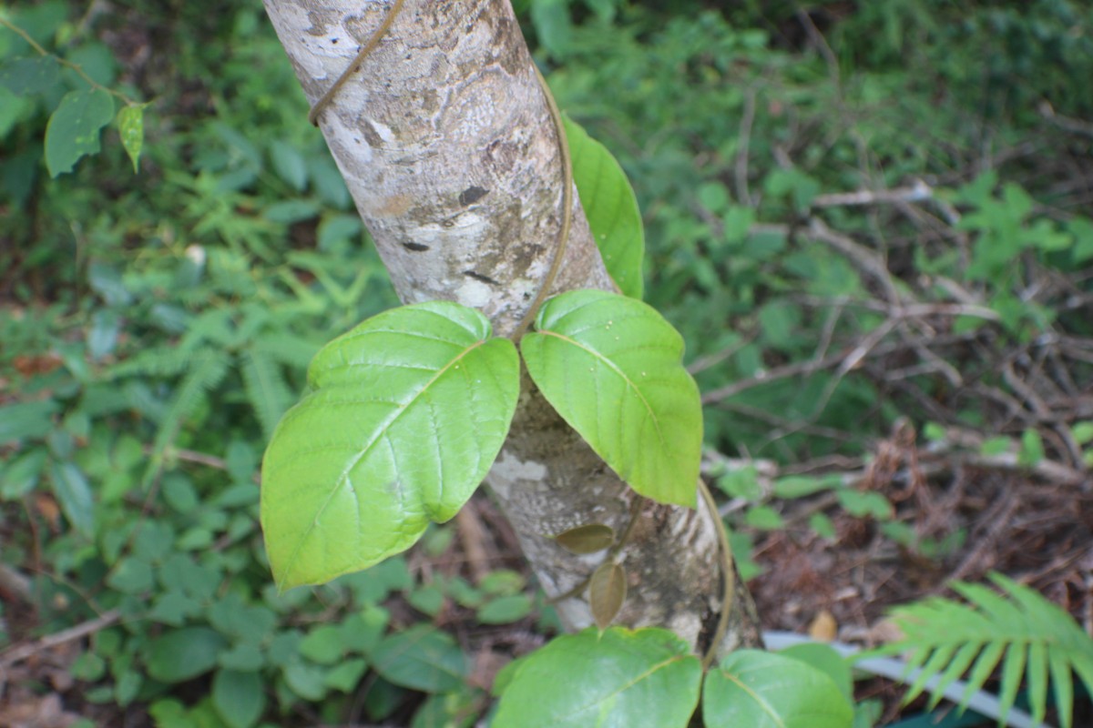 Chonemorpha